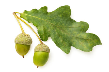 Green oak leaf with acorns isolated on white background, full depth of field
