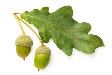 Green oak leaf with acorns isolated on white background, full depth of field