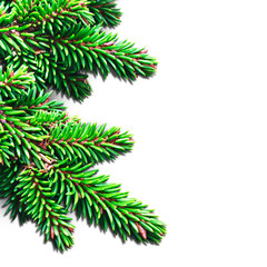 Isolated green branches of a Christmas tree on a transparent background. PNG.