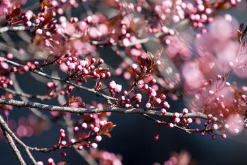 The fruits blossom in spring. 