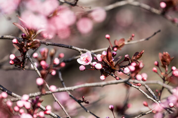 The fruits blossom in spring. 