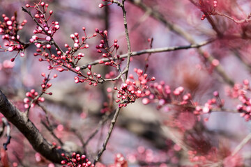 The fruits blossom in spring. 