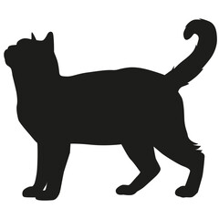 Cat silhouette