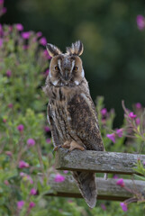 Northern long-eared owl perched on a wooden handrail. 
