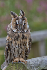 Northern long-eared owl perched on a wooden handrail. 