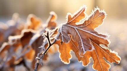 Frozen oak leaves in winter - abstract nature background - obrazy, fototapety, plakaty