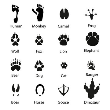 Animal footprint icons set. Simple illustrations of  animal footprint icons for web.Vector illustration.