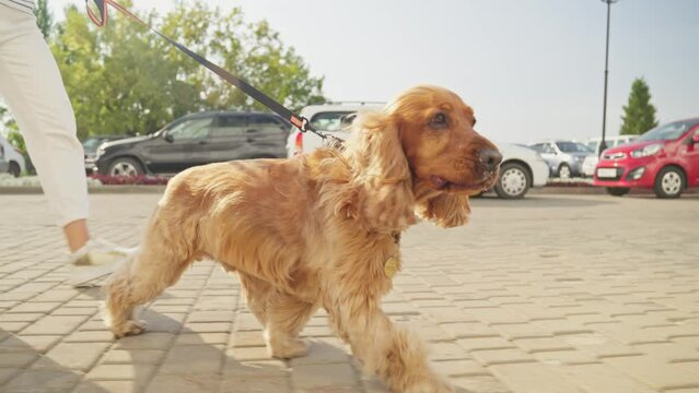 Woman walking dog in city street. Playful young dog walking with owner at sunny day. Happy dog outdoors. Female relaxing with spaniel. 4K, UHD