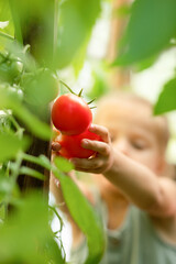 hand holding tomatoes
harvesting
crop