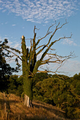 Dead Tree near Hammershus