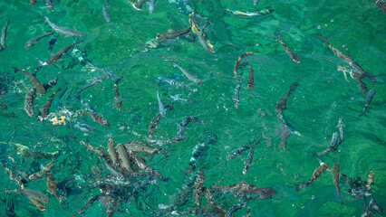 Fishes Searching For The Food In The Sea.