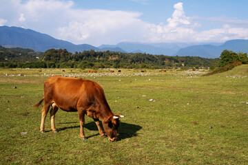 A red cow grazes on a green meadow against the backdrop of mountains and blue sky in Georgia on a sunny day. Agriculture, livestock