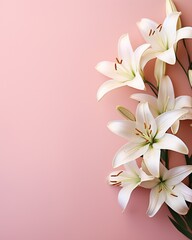 white lilies on a pink background