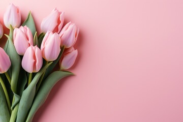 bouquet of pink  tulips on pink background