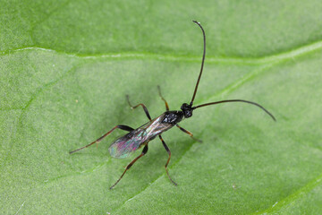 Ichneumonid Wasp perched on a green leaf.