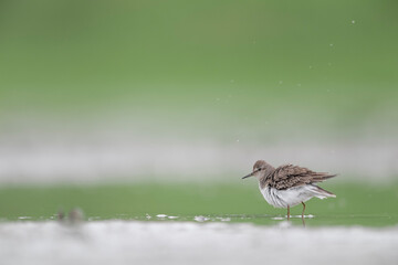 Shaking the body, the green sandpiper (Tringa ochropus)