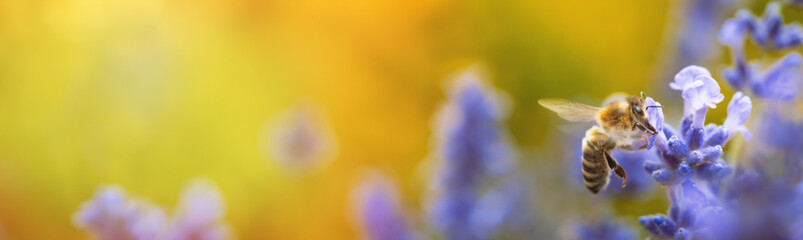 Honey bee (Apis mellifera) collecting pollen at violet flower. Bee pollinates lavender flower on blur background. Wide banner. Super macro. Extreme close-up. Organic BIO farming, back to nature. - obrazy, fototapety, plakaty