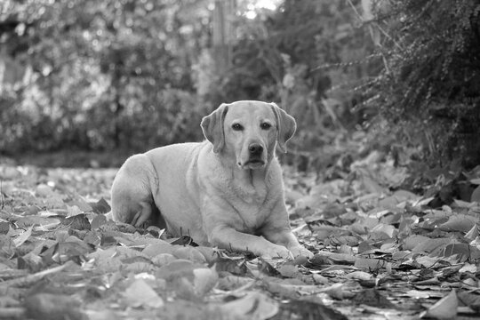 Black and white picture of a lying light labrador lying in the autumn leaves in the garden