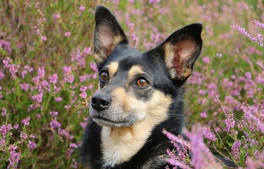 cute little mixed breed dog sits in a colorful heather field