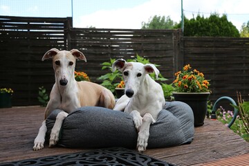 two beautiful galgos are lying in the bed on the terrace in the sunshine
