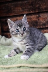 Little cute gray tabby kitten with white paws sits in the sun in front of a wooden wall on a green cozy blanket