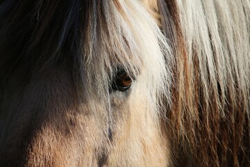 extreme Close up of an eye from a fjord horse with colorful hair