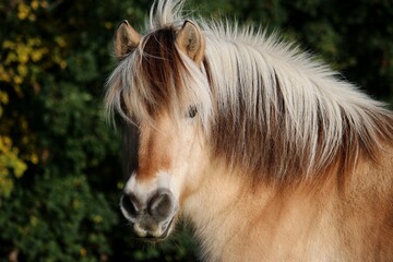 Close-up of the pretty head of a fjord pony with a long colorful mane