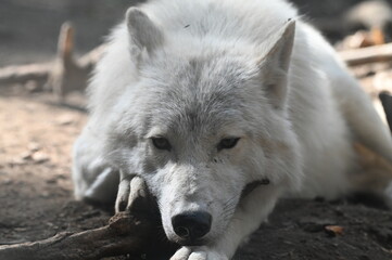 Obraz premium An arctic Wolf