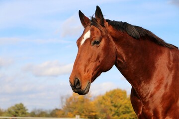 Close-up of a head of a brown western horse with a white stripe on the head and black mane