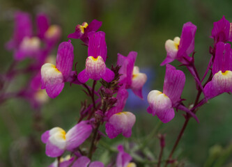 Obraz premium Moroccan toadflax (Linaria maroccana)