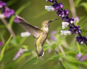 Title: Ruby-throated Hummingbird / Colibri à gorge rubis
