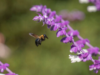 Flying bumblebee