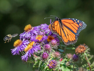 Flying bumblebee and Monarch butterfly