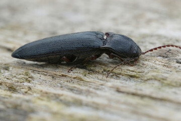 Detailed natural closeup on a brown , hairy, clicking beetle Athous haemorrhoidalis sitting on wood