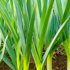 Fototapeta premium green grass background grass, nature, plant, spring, leaf, summer, leaves, macro, meadow, lawn, field, garden, green, 