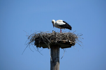 Storchennest
