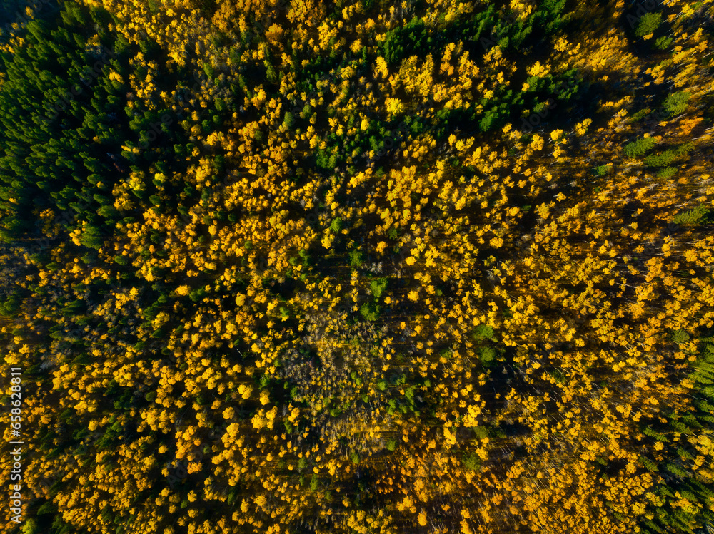 Canvas Prints an aerial view of a fall forest. texture of fall trees from a drone. landscape before sunset. natura