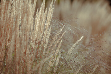 Dry autumn grasses with spikelets of beige color close-up. Autumn grass. soft and fluffy tall grass close-up. beige spikelets of herbal plant