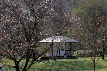 A growing sakura tree and blossoming buds in a Japanese garden. A Japanese traditional tea house. Picturesque landscape with spring trees. The Main Botanical Garden of the Russian Academy of Sciences