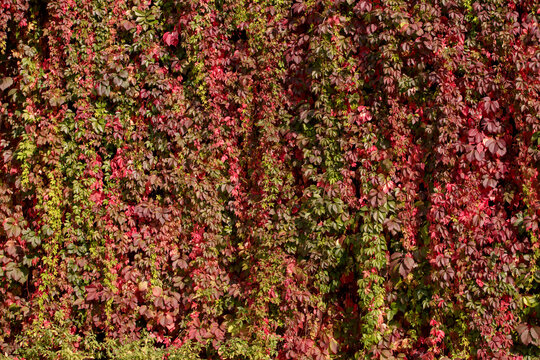 Virginia creeper. Red, yellow, pink and Burgundy leaves of the Virginia creeper in the autumn garden. Purple leaves on the branches of a liana