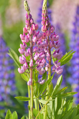 Fototapeta premium Two young blooming lupines close-up