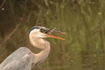 Great Blue Heron with Fresh Fish Catch Green Pond SC Donnelley WMA South Carolina