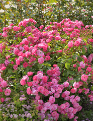 Obraz premium Large blooming rose bush in the garden