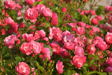 Large blooming rose bush in the garden