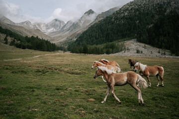 Pferde reiten durchs Pfossental. Im Hintergrund wunderschöne Berge der Texelgruppe in Südtirol im Spätsommer 1