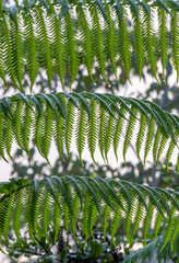 fern leaves