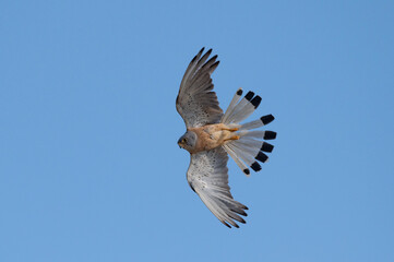 Falco naumanni - Lesser Kestrel - Faucon crécerellette