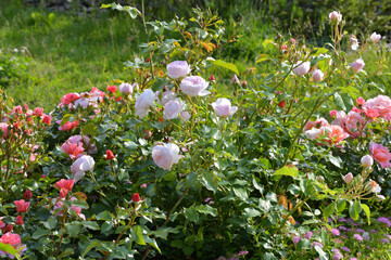 White and pink bush roses in the garden