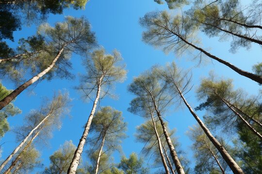 Picture of tall slender leafy trees against a clear blue sky. Generative AI