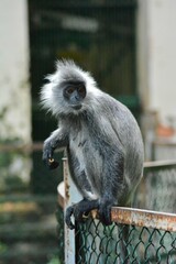 Obraz premium long macaque sitting on a tree